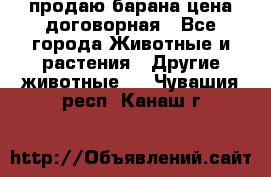 продаю барана цена договорная - Все города Животные и растения » Другие животные   . Чувашия респ.,Канаш г.